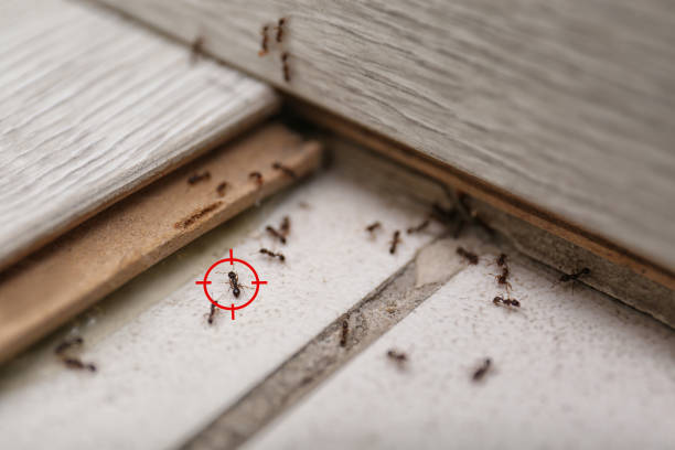 Best Best Pest Control Companies  in Herndon, VA